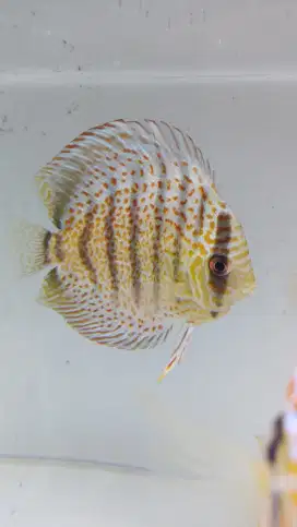 Discus yellow leopard 4 inch