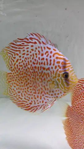 Discus leopard 4 inch