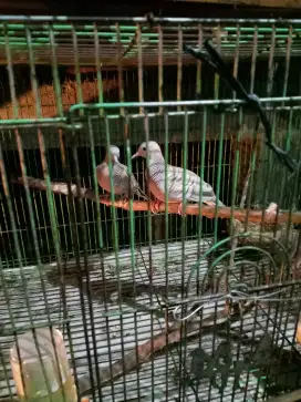 Burung perkutut silfer sakjodo