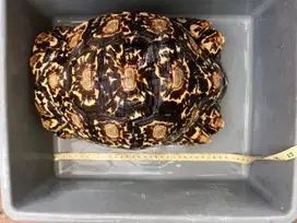 Kura kura pardalis