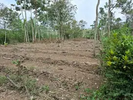 Tanah Poros Jalan Kebun Durian dan Sengon Tajinan