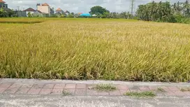 BEAUTIFUL LAND WITH RICE FIELD VIEW