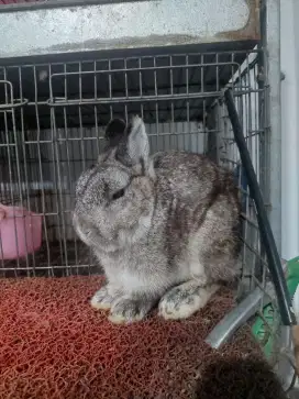 Kelinci Netherland Dwarf Jantan