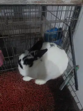 Kelinci Netherland Dwarf Betina