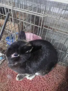 Kelinci Netherland Dwarf Betina