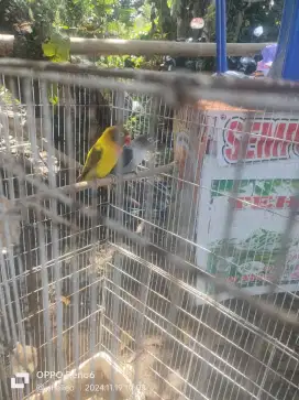 Lovebird sepasang