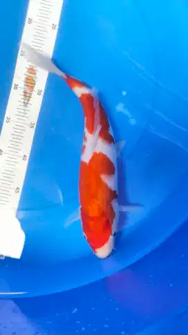 Ikan koi Blitar