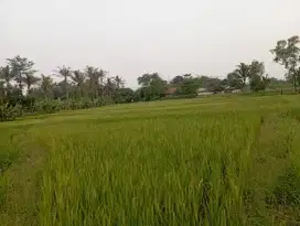 Dijual Cepat! Tanah Sawah Produktif di [Tigaraksa]