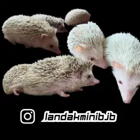 Landak mini / Hedgehog