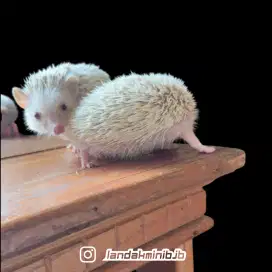 Landak mini / Hedgehog