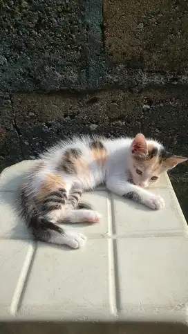 Jual kitten kucing persia medium