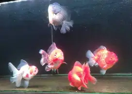 Aquarium dan Ikan Koki