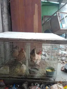 Ayam Kate Serama indukan