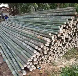 Jual sesek bambu dan bambu steger