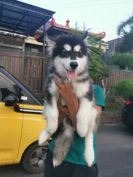 Alaskan malamute puppy