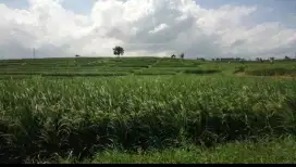 Dijual Tanah Sawah aktif digunakan tanam Padi dll