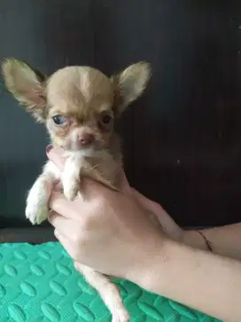 Anak anjing chihuahua betina