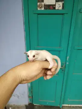 Sugar Glider Creamino