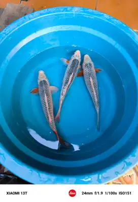 Ikan Koi Asagi Blitar