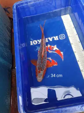 Ikan Koi Asagi Blitar