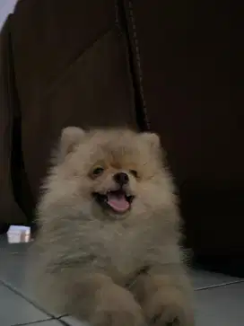 ANJING POMERIAN