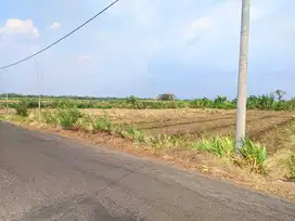 jual Tanah Sawah Jln Gondang sekoto desa sekoto kec badas kediri