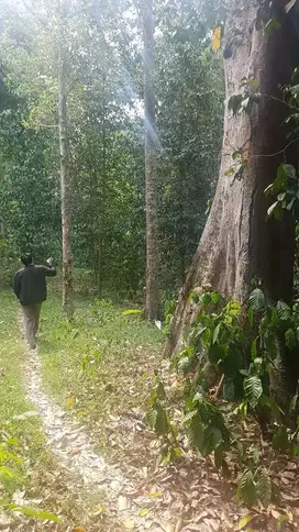 Tanah Kebun Duren Dijual Di Pandeglang Cadasari