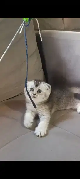 Kucing Scottish fold Silver body besar