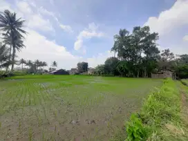 Tanah Sawah SHM Malang di Sidorejo Jabung Dijual cepat B.U Poll