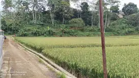 AIR SUNGAI BESAR || SAWAH PRODUKTIF & 500M² KE JALAN NASIONAL