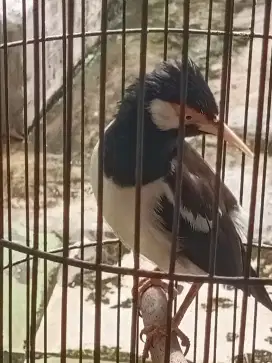 Jalak suren gacor pagi siang malam