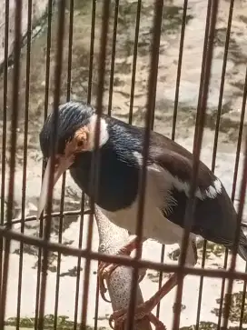 Jalak suren gacor