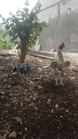 Ayam Bangkok sepasang