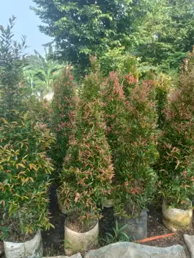 Pohon pucuk merah