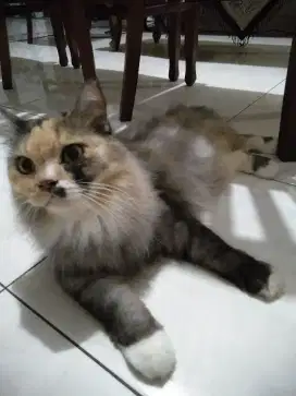 OPEN ADOPT PERSIA CALICO