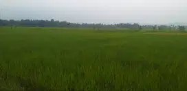 Sawah Produktif Murah Di Padarincang