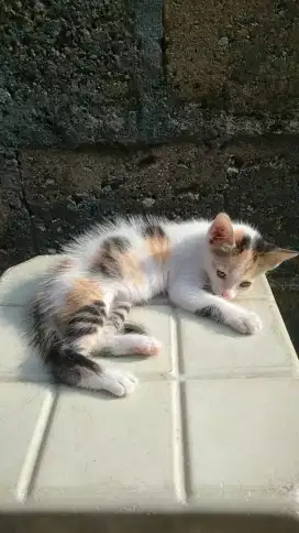 Jual Kucing Kitten Betina Persia Medium