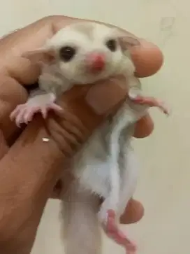 sugar glider creamino