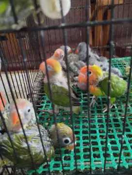 Lolohan Lovebird nyasa dan blackcheeked