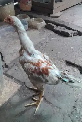 Ayam bangkok umur jalan 3 bulan