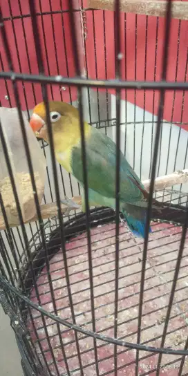 Burung lovebird