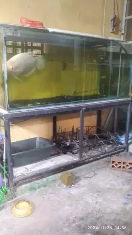 Aquarium / Tank besar beserta rak besi nya