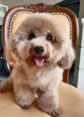 Pejantan poodle