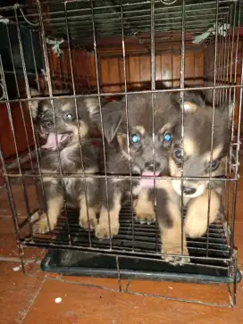 Di Jual Anakan Anjing (Jenis anjing kecil Tidak Bisa Besar)