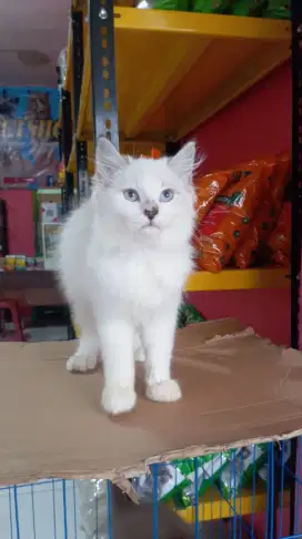 Kucing himalaya mix ragdoll kitten