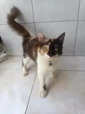 Kucing Anggora Medium