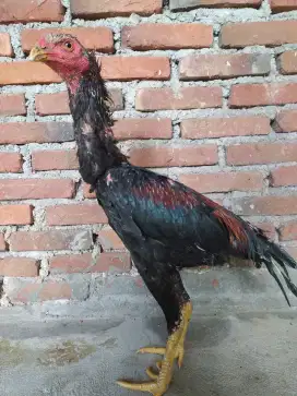 Ayam siam Garuda