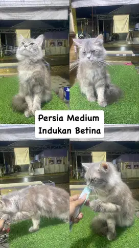 Kucing Persia Medium Betina [ indukan ]