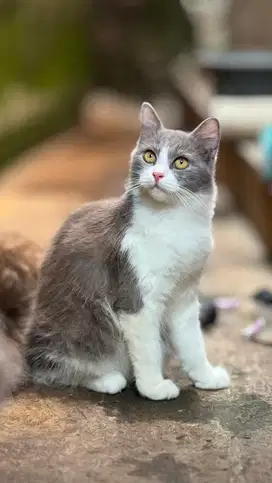 Kucing Persia (Betina)