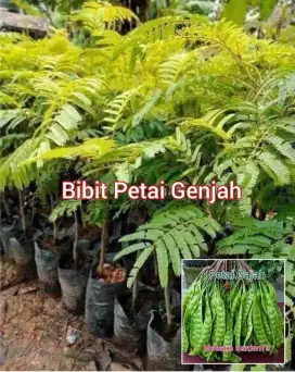 Bibit Petai Okulasi Tinggi 50 - 60 cm